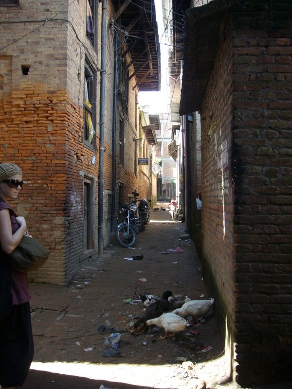 Chickens in the backstreets.